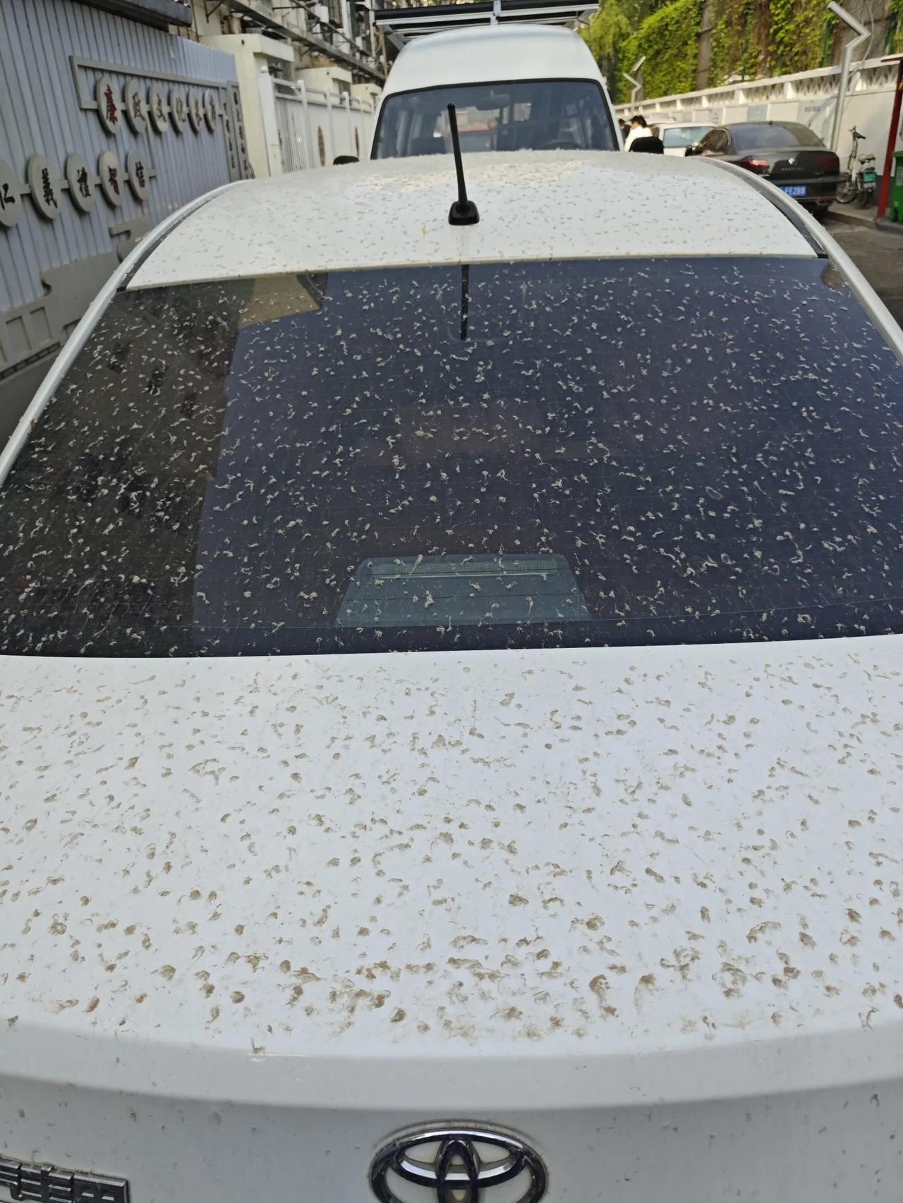 忽如一夜春雨来，北京的车都变成毛绒的了

北京的车在每次下过雨之后，你都无法想象