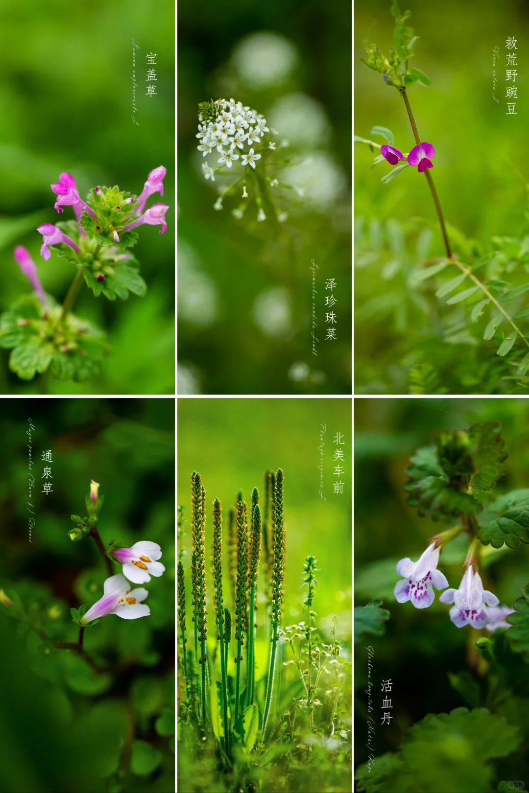 来自大自然的礼物|春天野花摄影图鉴（4