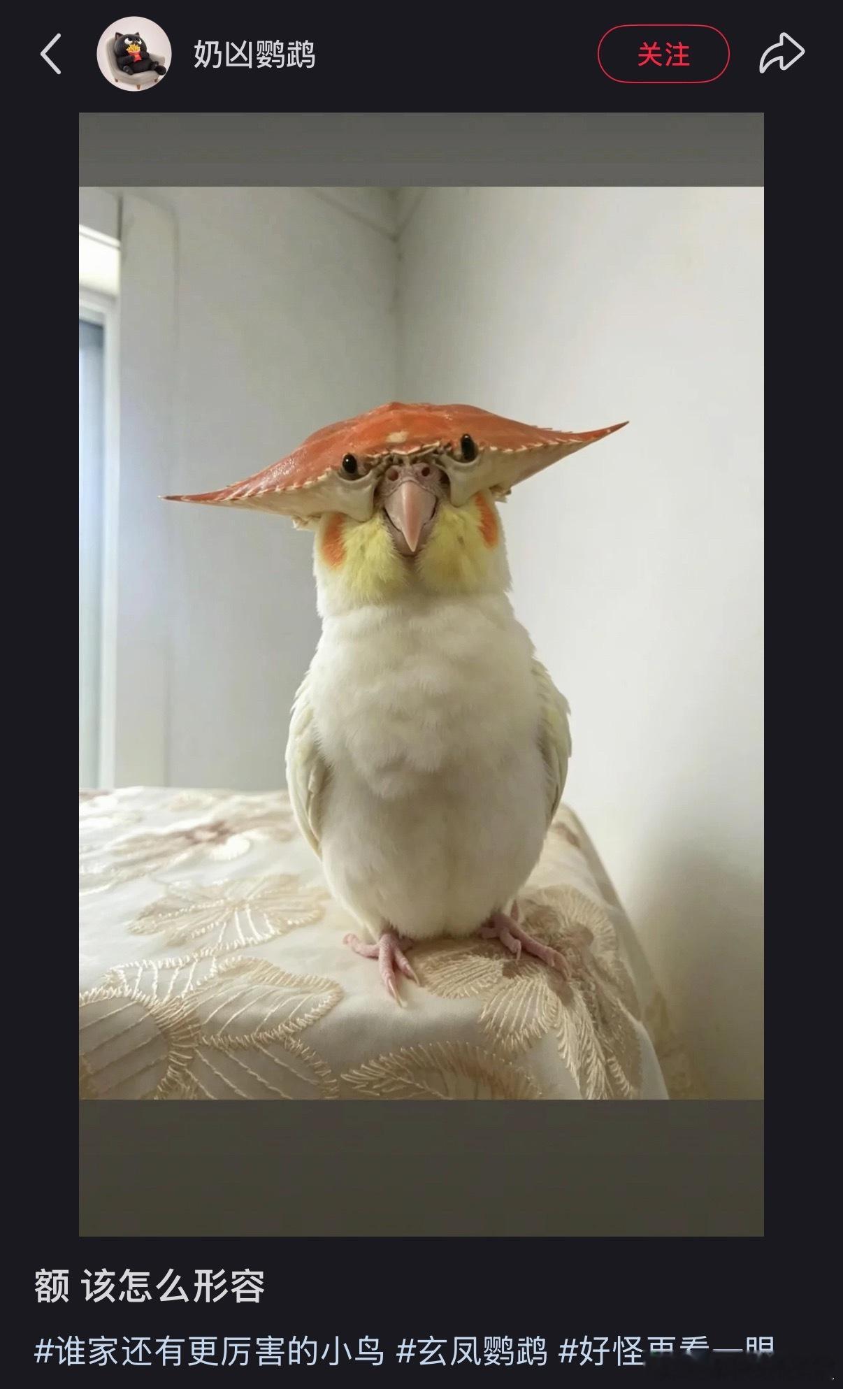 这叫蟹化 