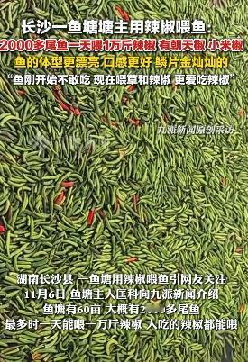 一天喂1万斤辣椒？11月6日报道，长沙一鱼塘主每日给鱼喂辣椒，朝天椒、小米椒都有