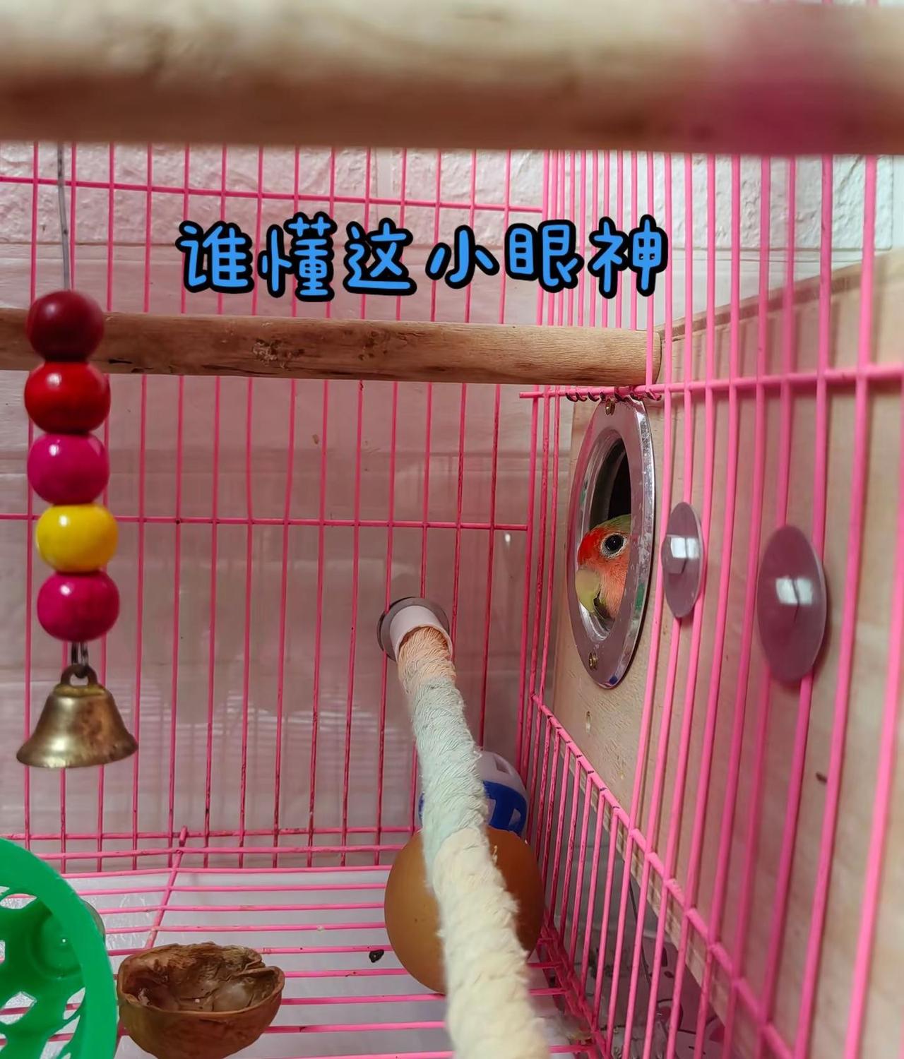 手养鹦鹉日常分享❤。手养牡丹鹦鹉全套日常注意事项 一、互动训练日常（你现在正在练
