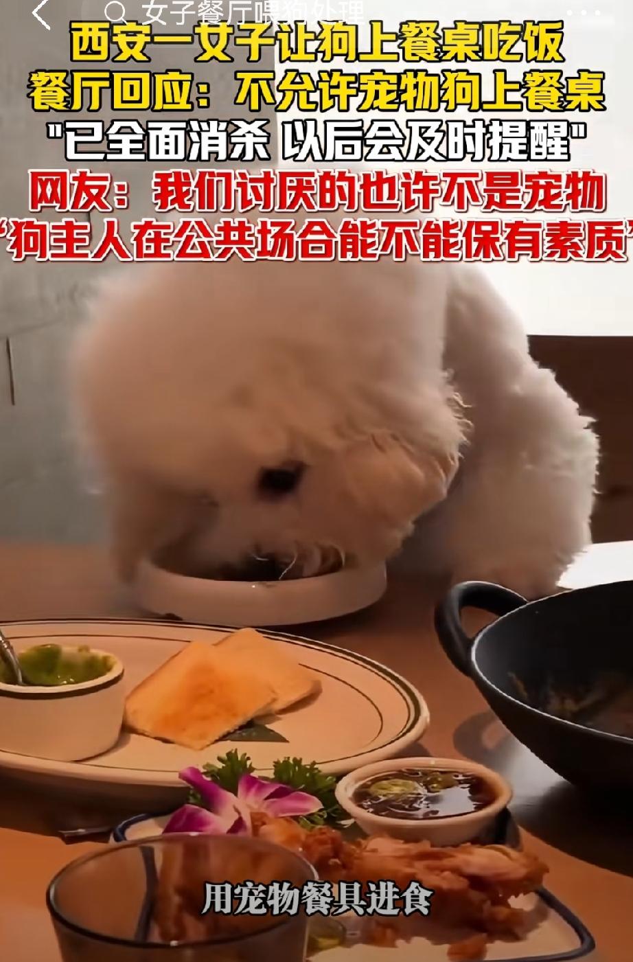西安太食兽宠物狗上桌事件反转！明明有宠物专用餐具和独立清洗区，仍放任狗趴餐桌舔食