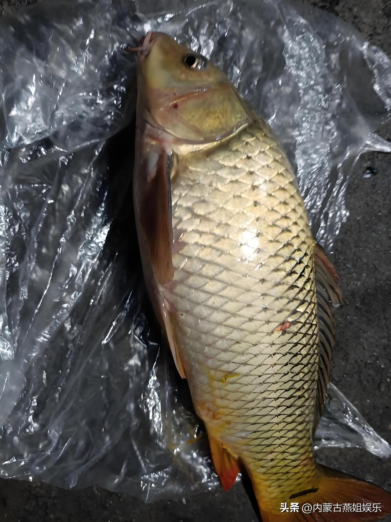 头条发工资了！嘿嘿，猜猜多少？

整整183.43块钱！够不够震撼？看着这笔"巨