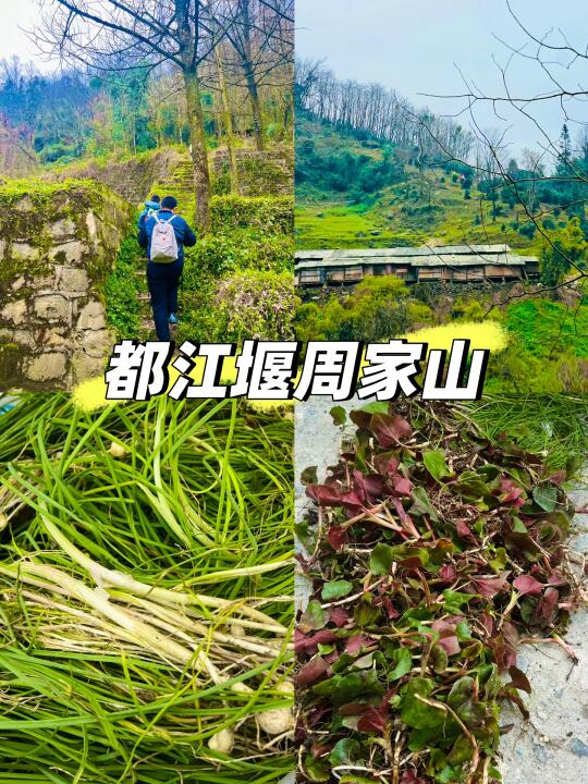 都江堰周家山‼️小众秘境徒步可挖野葱折耳根