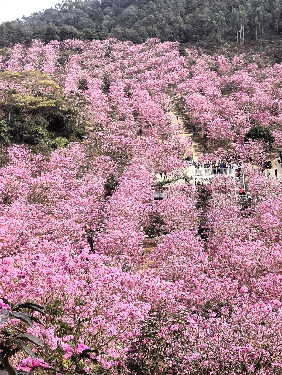 不敢相信这居然是广东的冬天！广州1.5h达