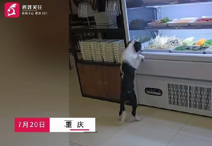 狗舔你家店里面的食材了！

哦，我们拿进去用水冲洗一下。

曝光了，

食材全部