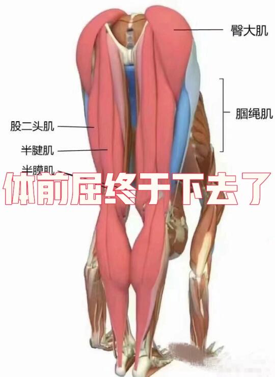 三个月体前屈终于下去了