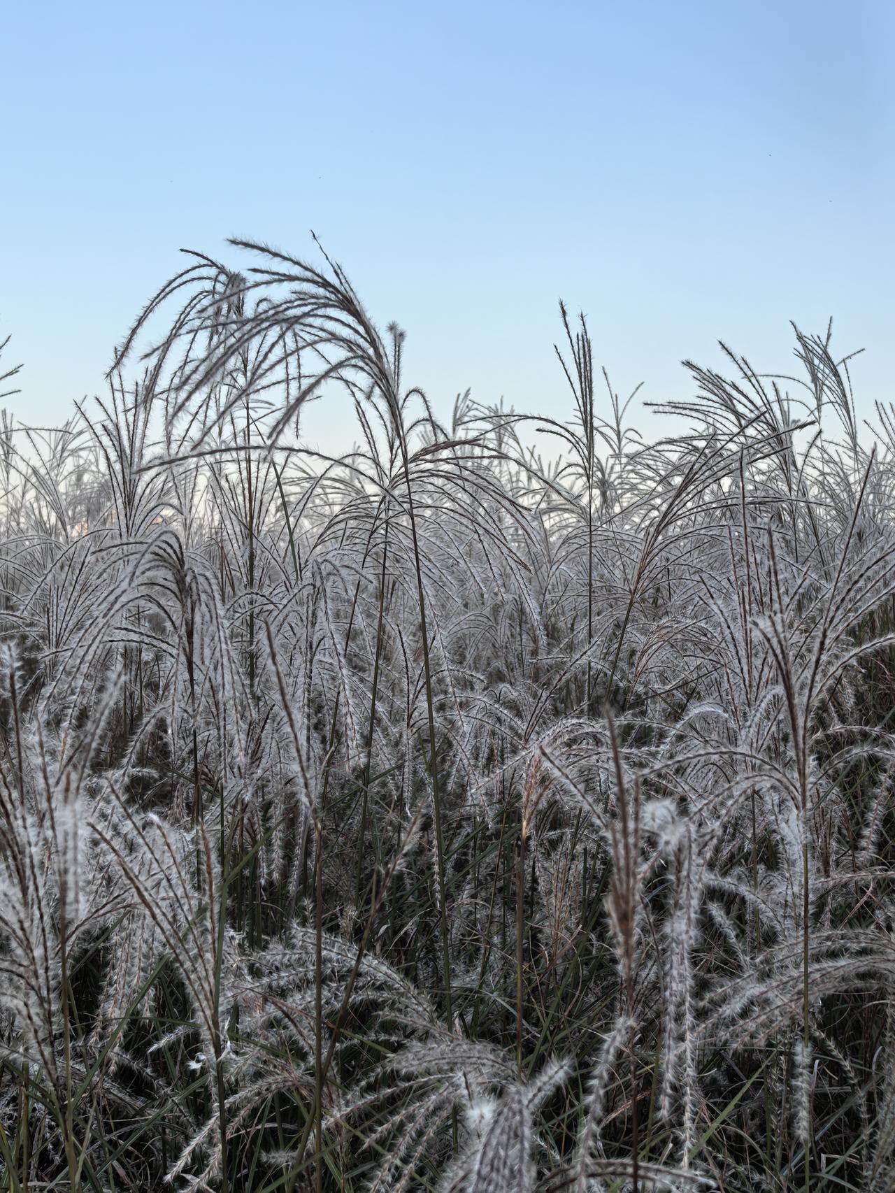 今日风和日丽，阳光正好，去西湾公园遛弯。

好多市民在这里晒太阳，草地上搭了很多