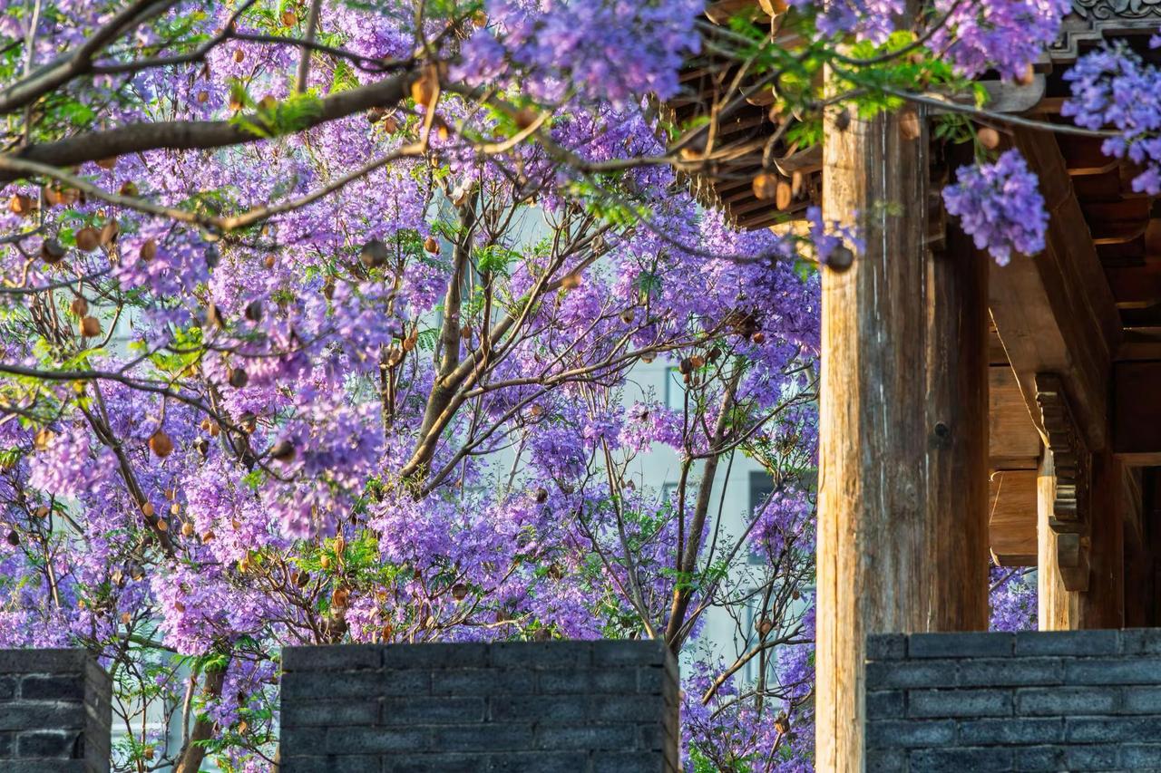 昆明富民上河院蓝花楹。昆明富民上河院蓝花楹