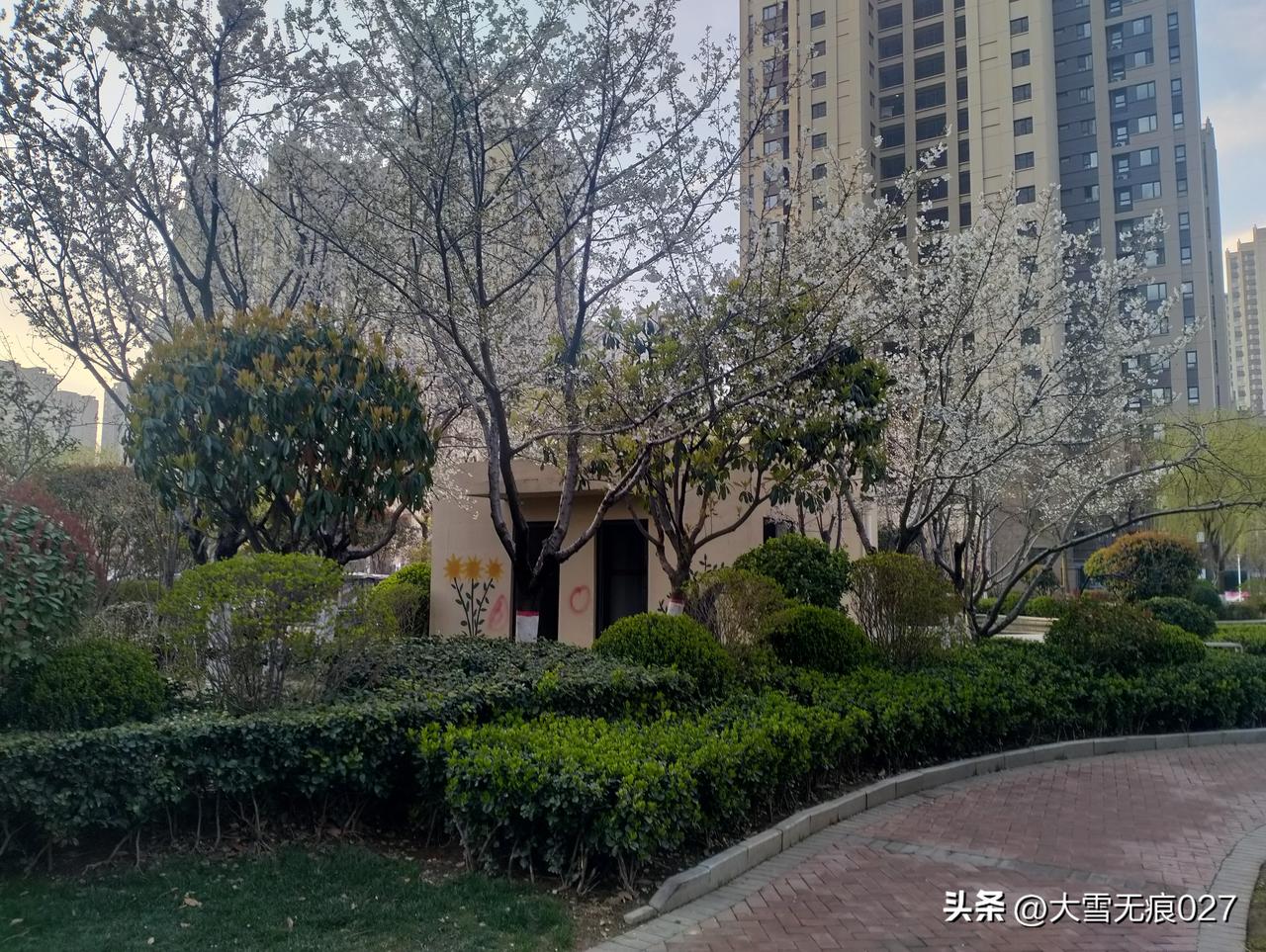 周末的清晨，我沿着小区的砖路慢慢走，风里已经有了春天的暖意。
迎头撞见几株早樱，