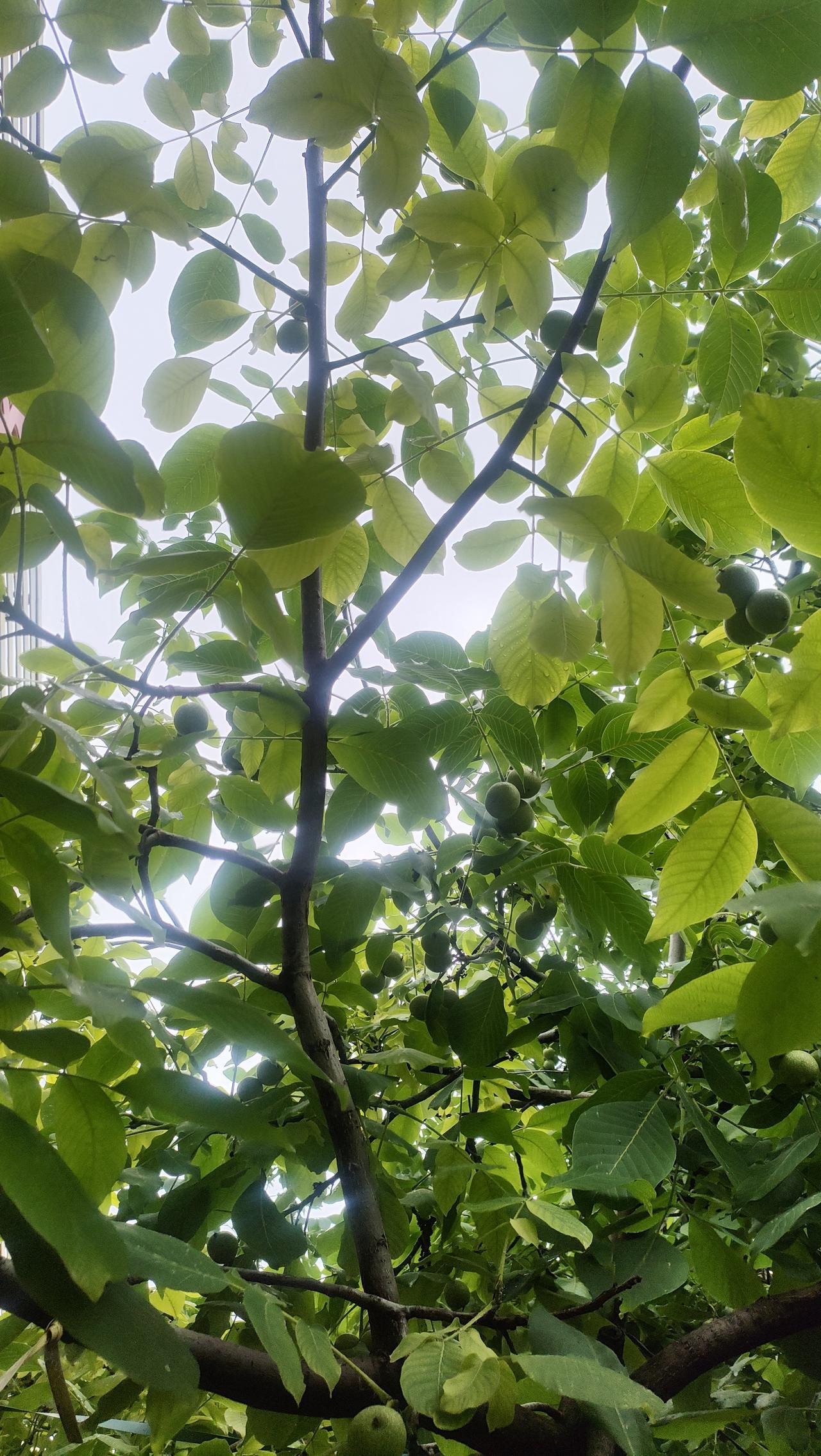 所有的果实发育到成熟，不只有阳光，也有风雨，幸福亦如是。

少年时的乐观，中年的