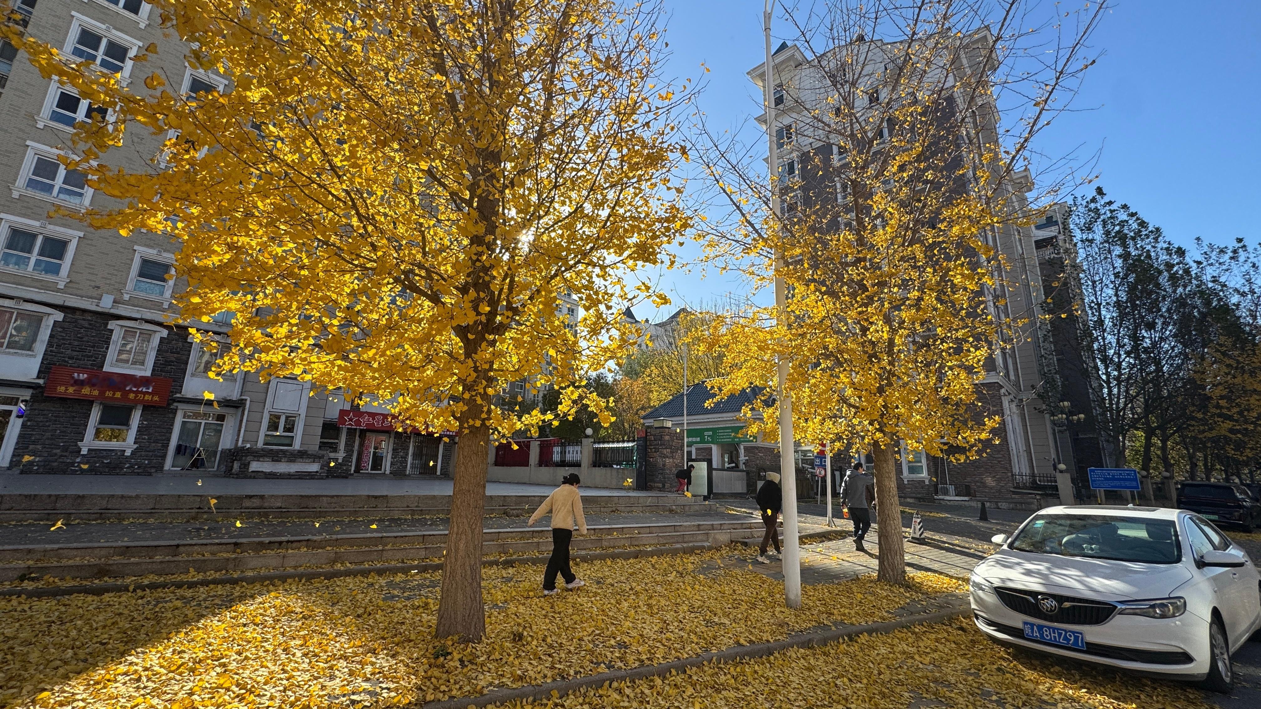 11月的北京，一个不起眼的路边，都美到爆炸