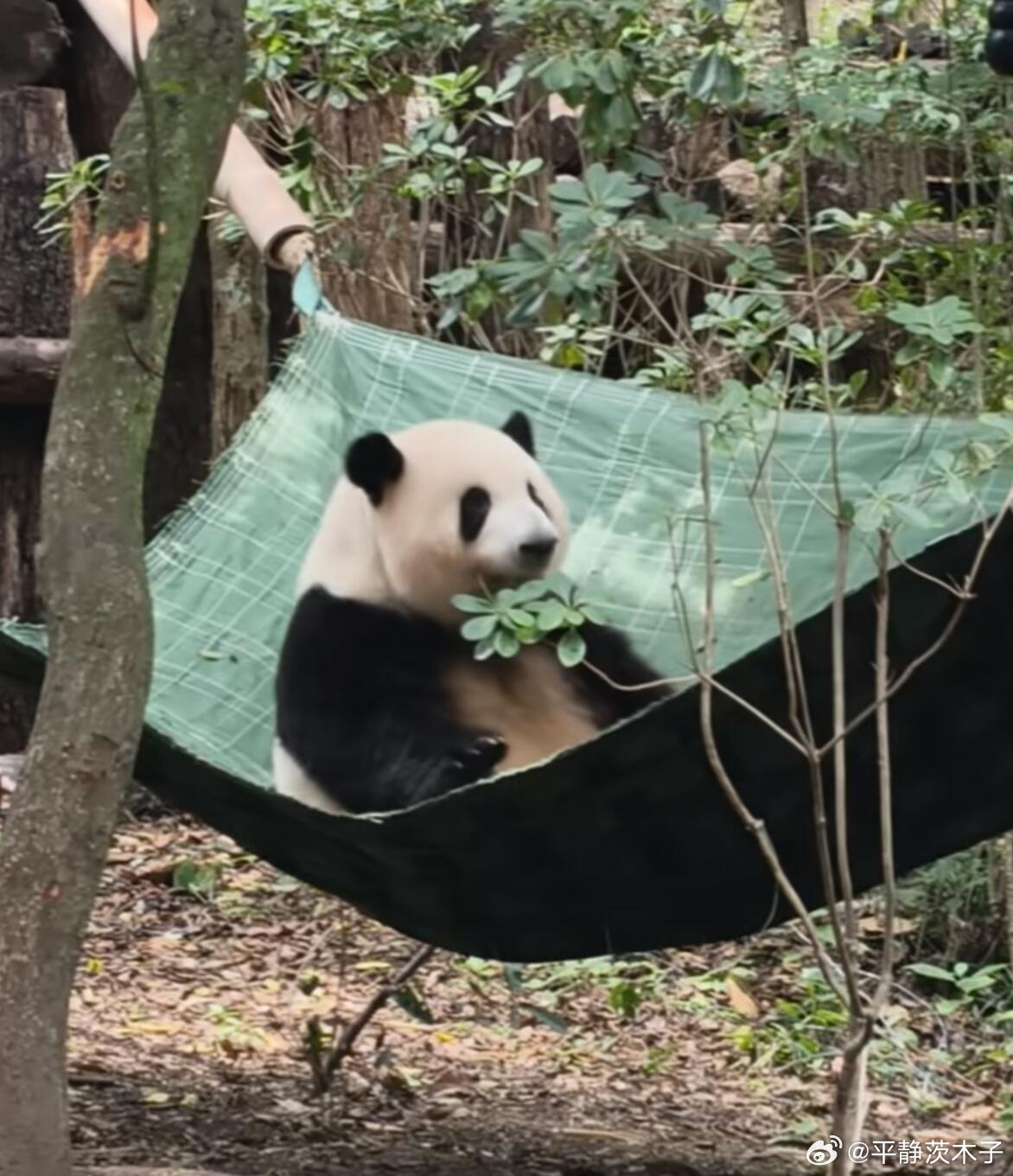 和神仙小熊花花一起美美入眠