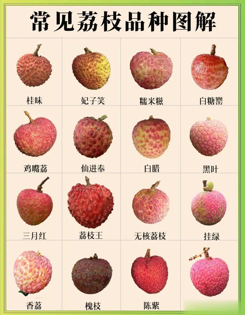 #广东荔枝价格跌至5年来最低# 常见荔枝品种图解及上市时间汇总，你最喜欢哪种荔枝