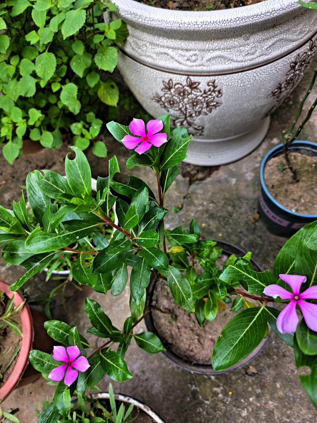 这种花儿也耐旱，其它旱都快不行了，它居然还在顽强的开着花儿！