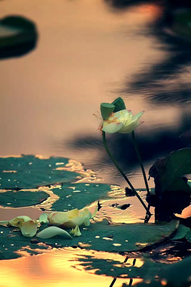 “最厉害的十个阳谋手段：”一、想让对方着急，就平静如水二、想让对方害怕，就面无表