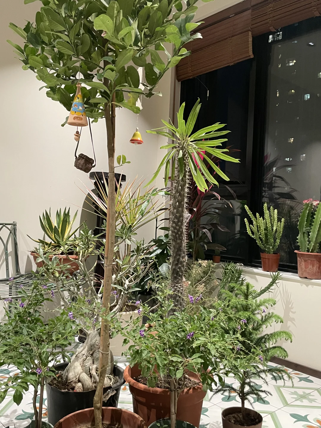 我们把斗南植物搬回了家！好便宜！