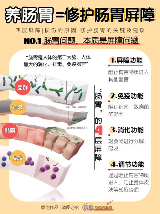 养肠胃=养屏障⁉肠胃结构详解|修护指南✅