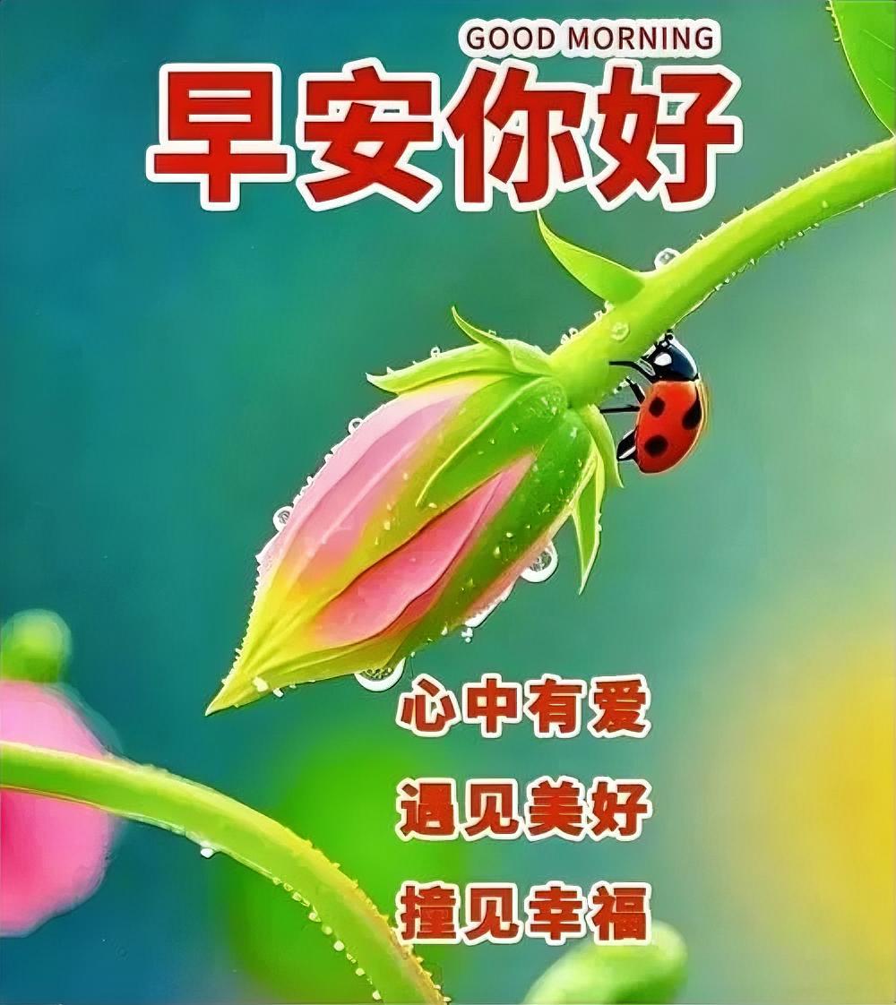 早安你好！花苞含羞，瓢虫报喜，心中有爱，撞见幸福，美好如约而至~