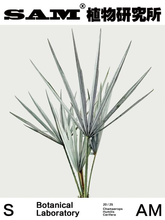 银叶欧洲棕｜Chamaerops Humilis Var.
