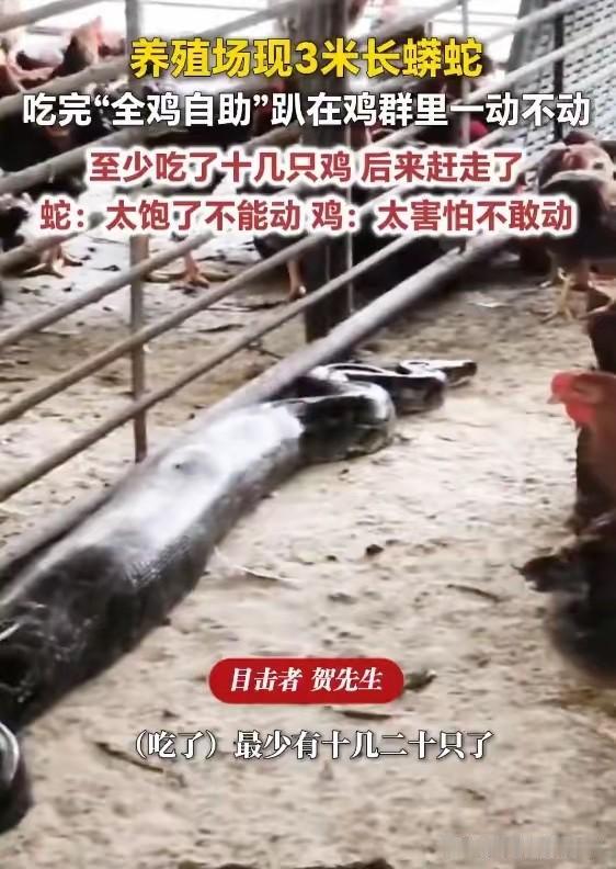 广东一养殖场现3米长蟒蛇，吃完10多只鸡后趴在鸡群里一动不动，拍摄者：蟒蛇目测五