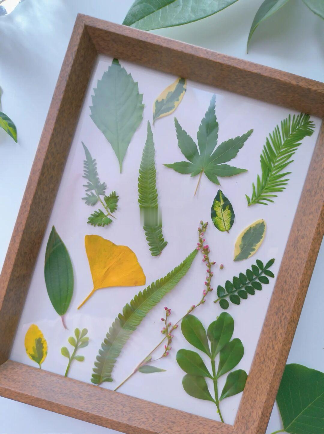 DIY植物相框