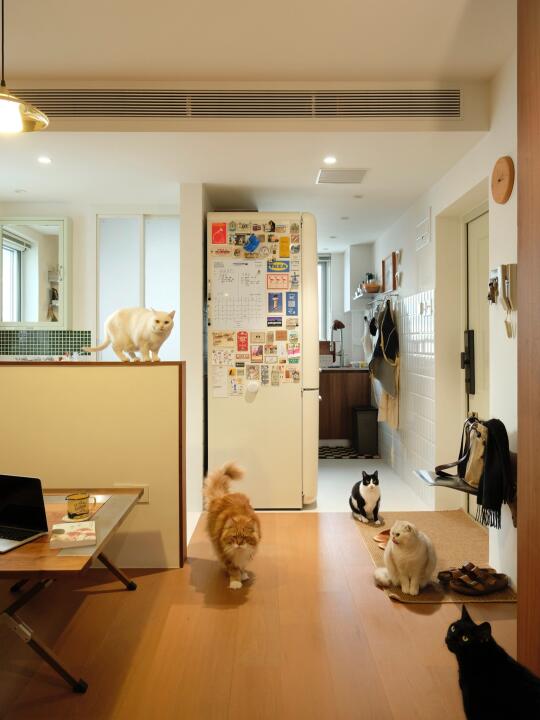 一个人给5只猫拍全家福📷技巧