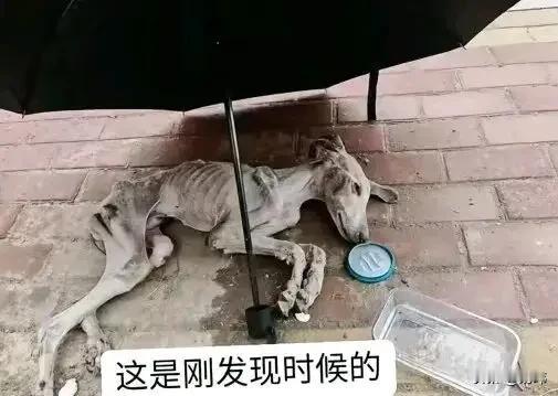 太惨了！这天一位大哥去朋友家玩，当他走到一间废弃老屋的时候，看到无比凄惨的一幕，