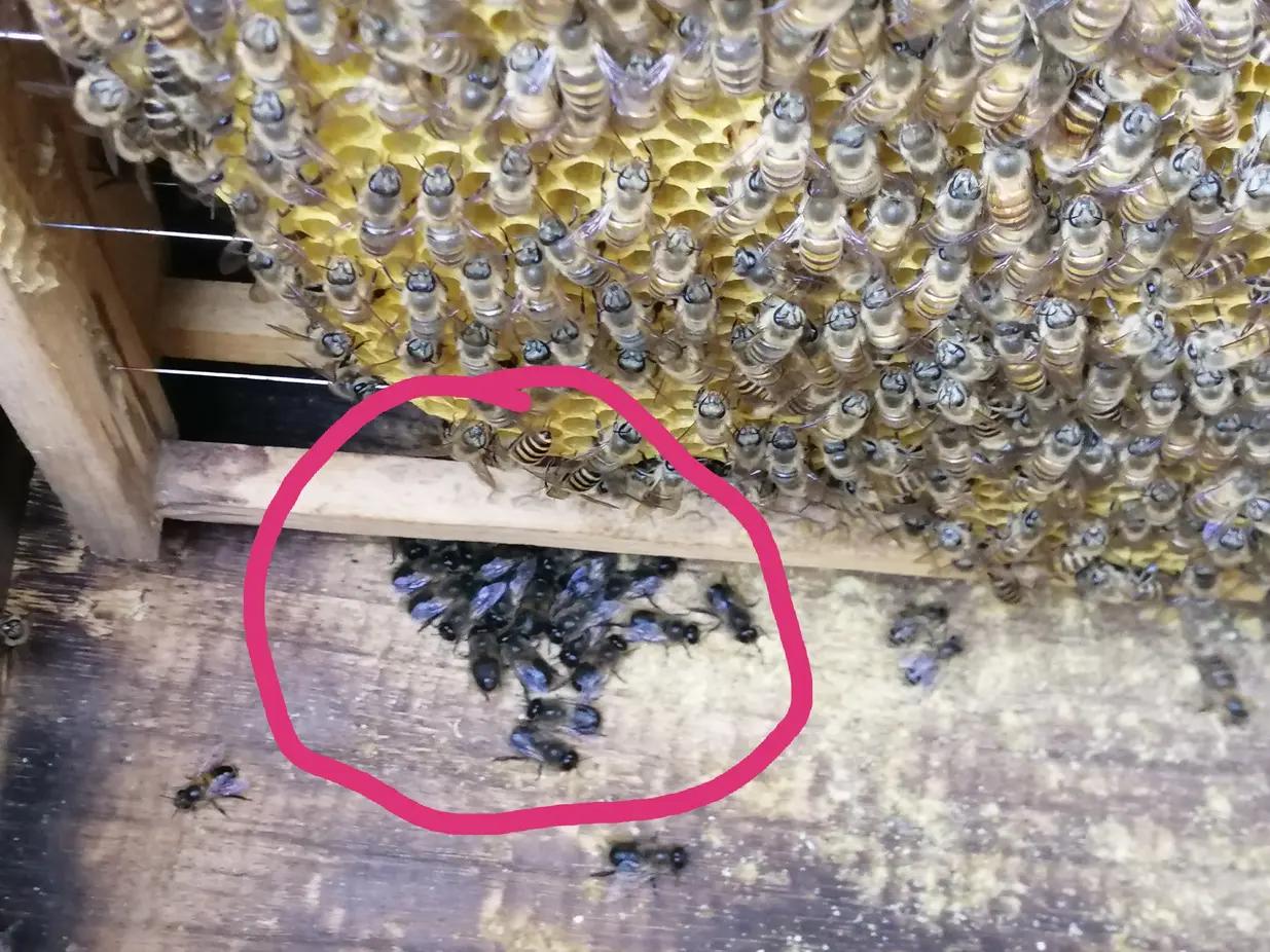 意蜂驱赶活雄蜂完整原因与对应情况——
 
你看到工蜂拖着活蹦乱跳雄蜂拖出箱外，核