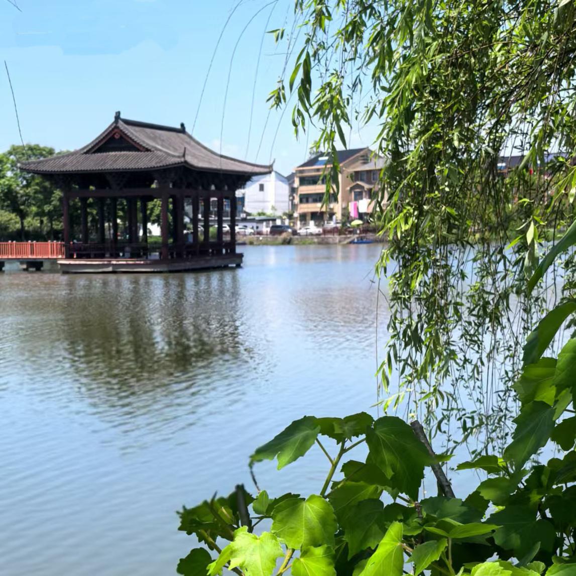 清清湖边柳……