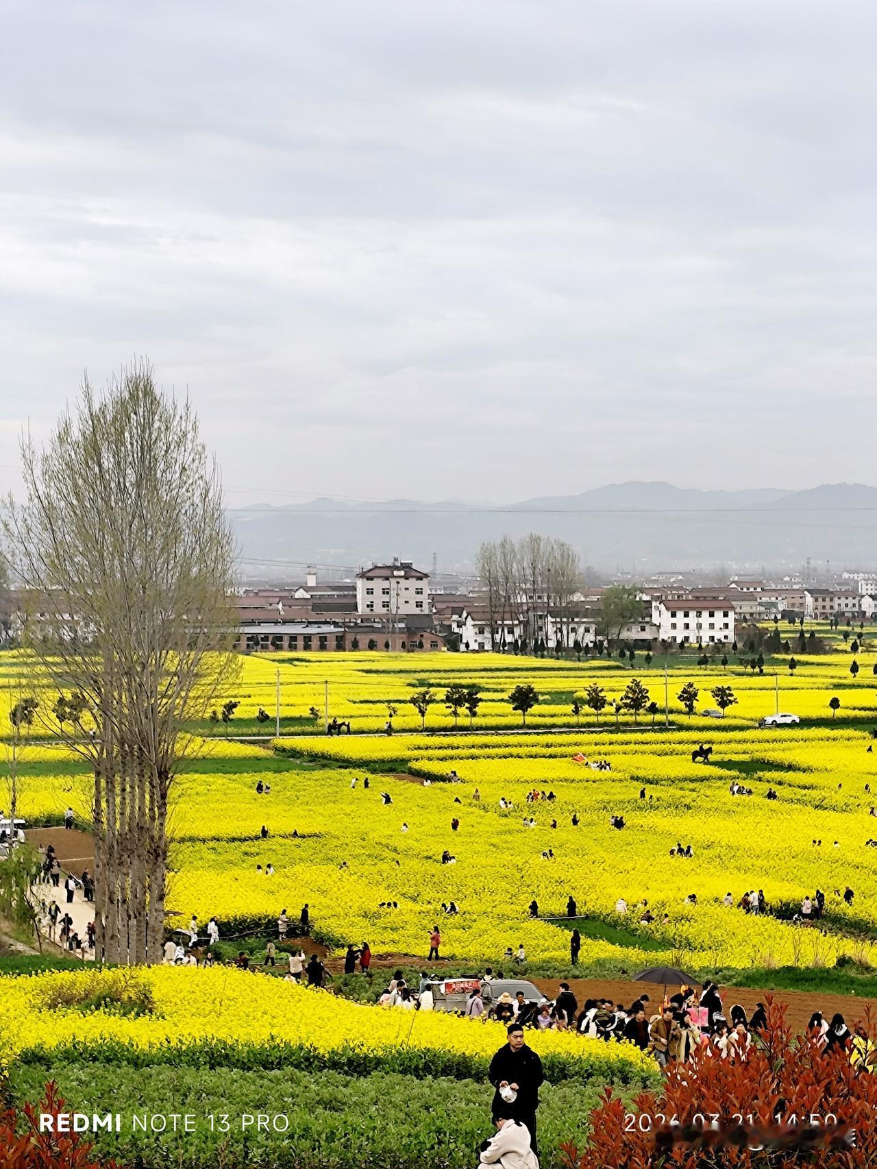 去陕西汉中，怎能错过油菜花呢。不过与去年相比，让人还是有点意外。

品尝了特色面