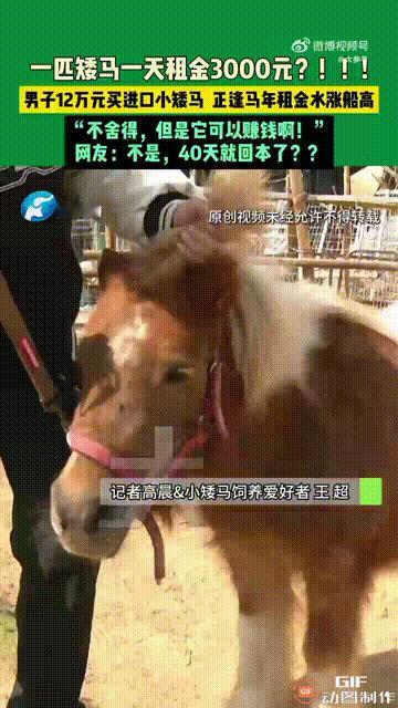 “不敢想象，有些人挣钱就是这么容易！”河南郑州一名男子买了一匹进口矮马，总共花了