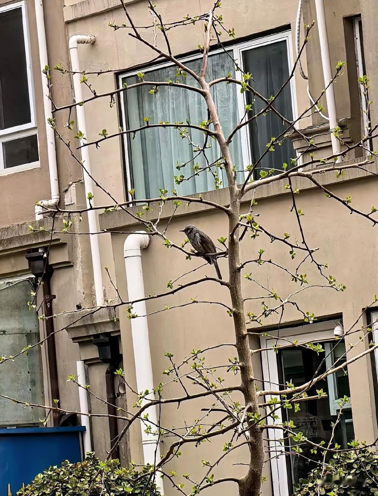 今天抓拍到一张照片，
一棵刚刚发出小嫩芽的树上，
落着一只小鸟。

请看下图～～