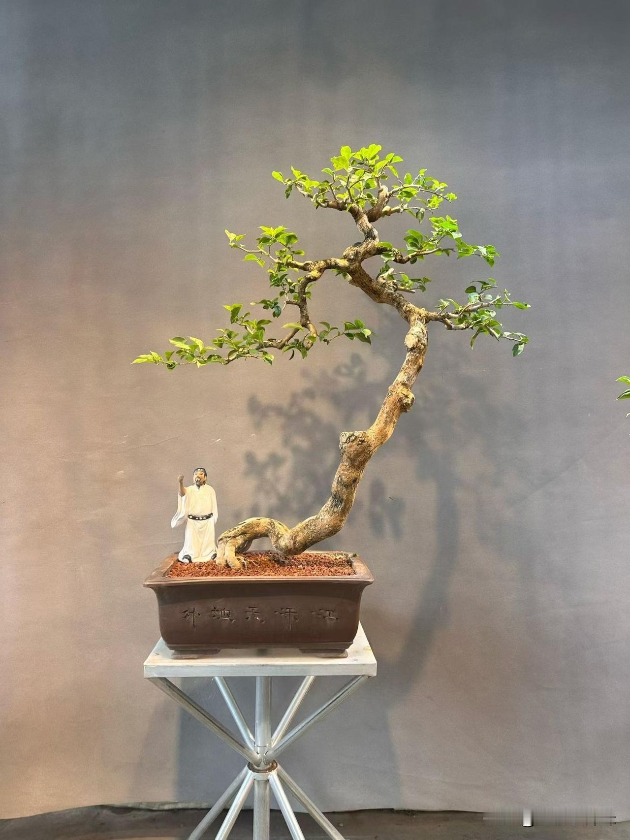 禅意盎然，古风雅韵，一盆一世界。自然里的禅意 三角梅