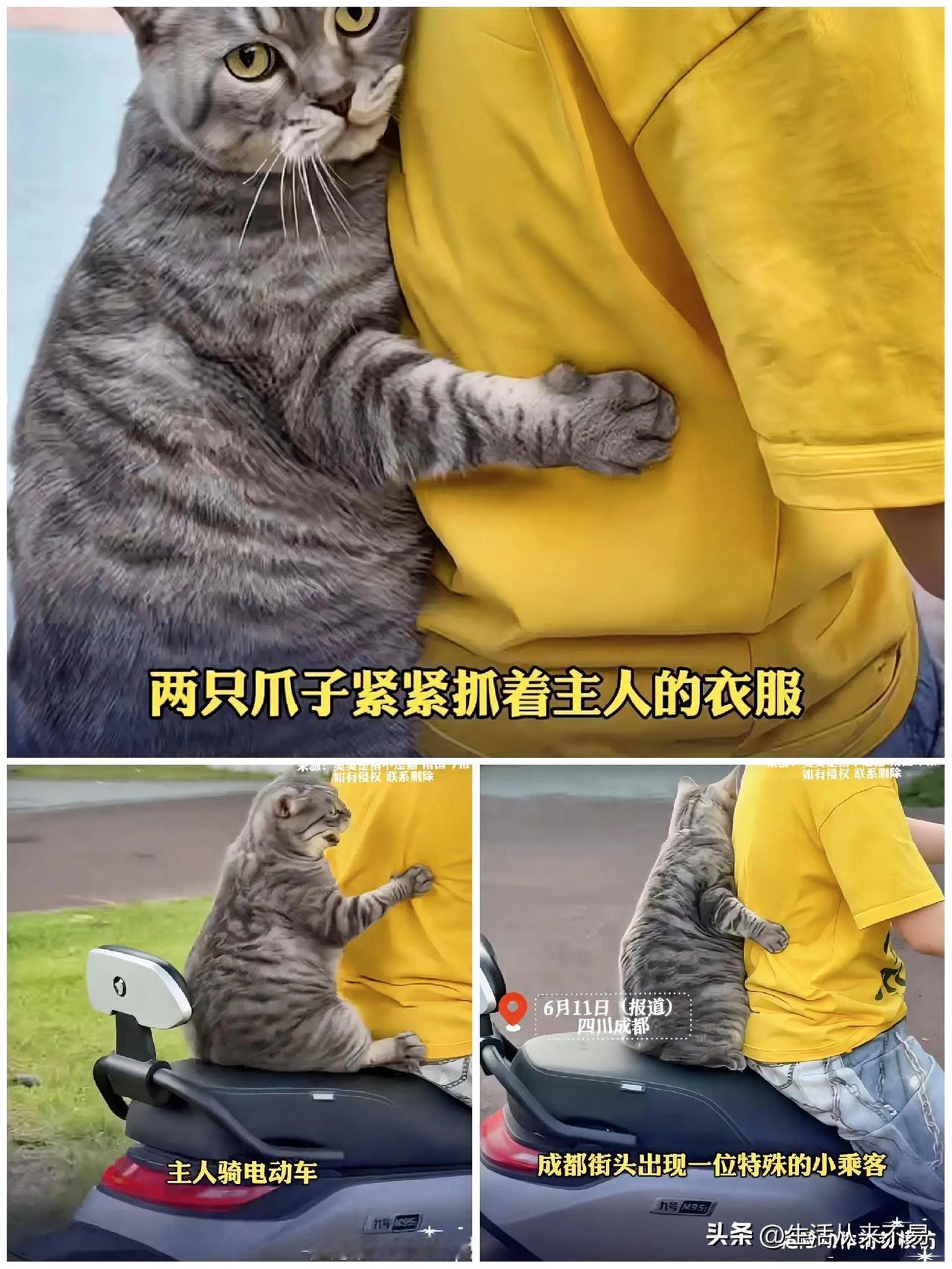 倒反天罡，猫咪都学会坐电动车了！还是刹车都知道紧搂主人腰的那种！

能娴熟到这个