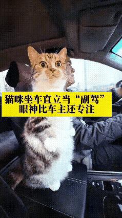 猫咪第一次跟着主人坐车，站在副驾驶座位上比开车的主人还紧张。它瞪大眼睛四处观望，