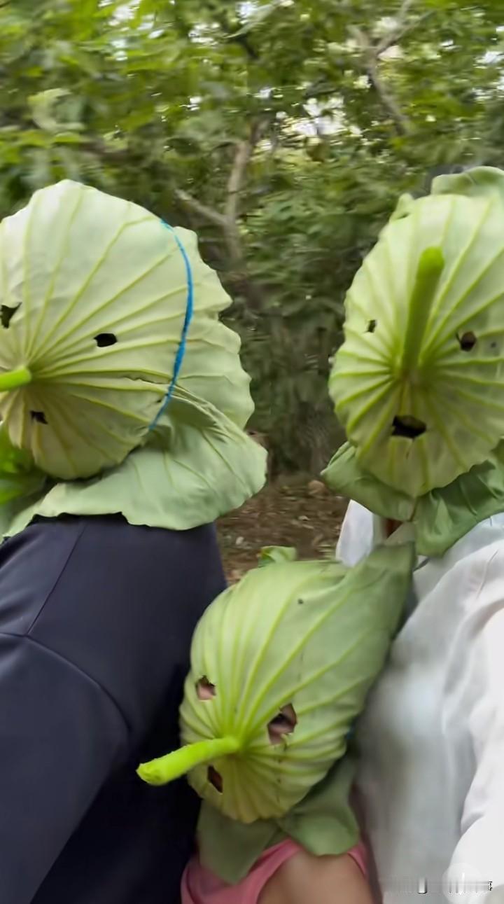 不是防晒买不起
而是荷叶更有性价比