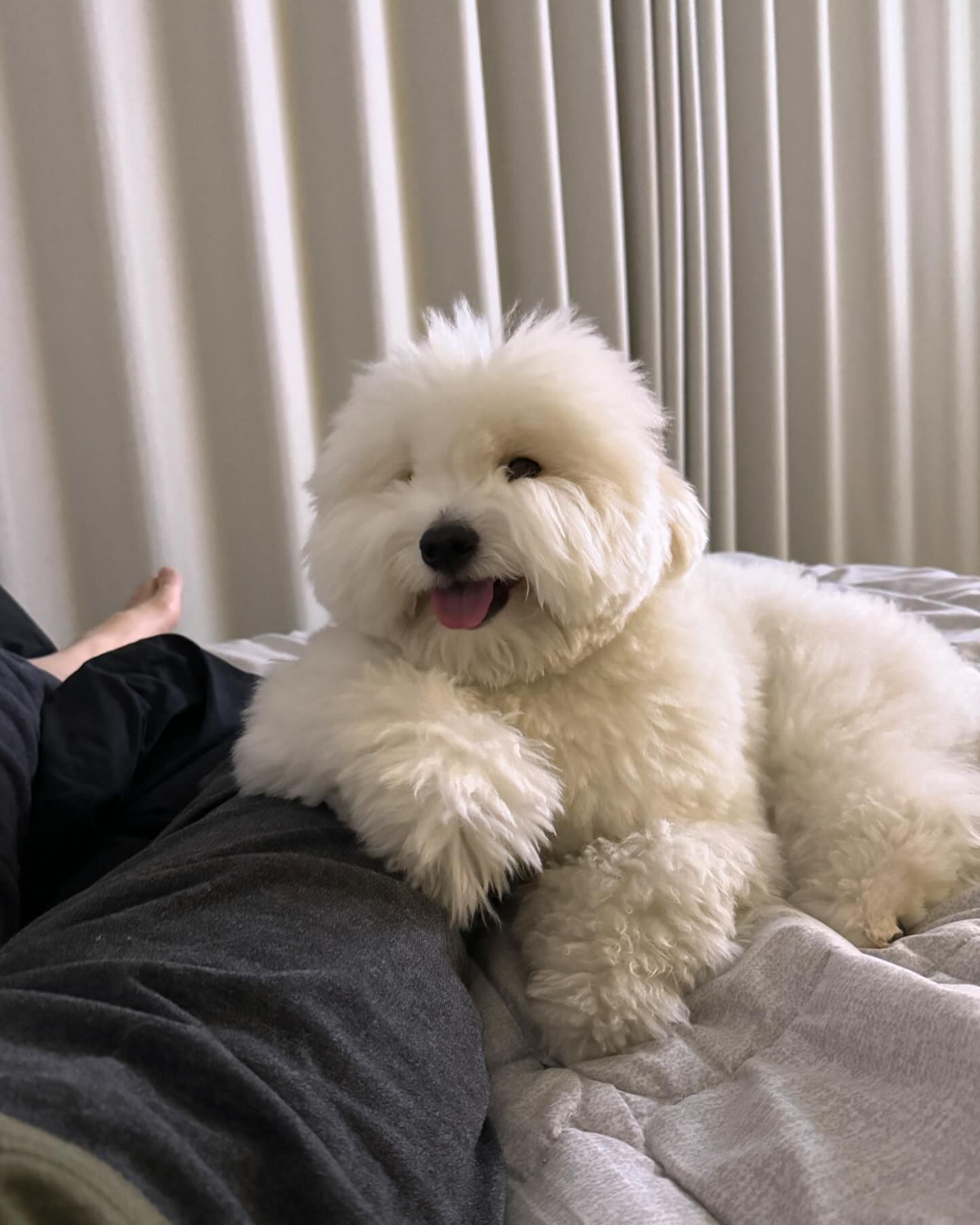 听小狗讲当年成为狗王的故事 ​​​