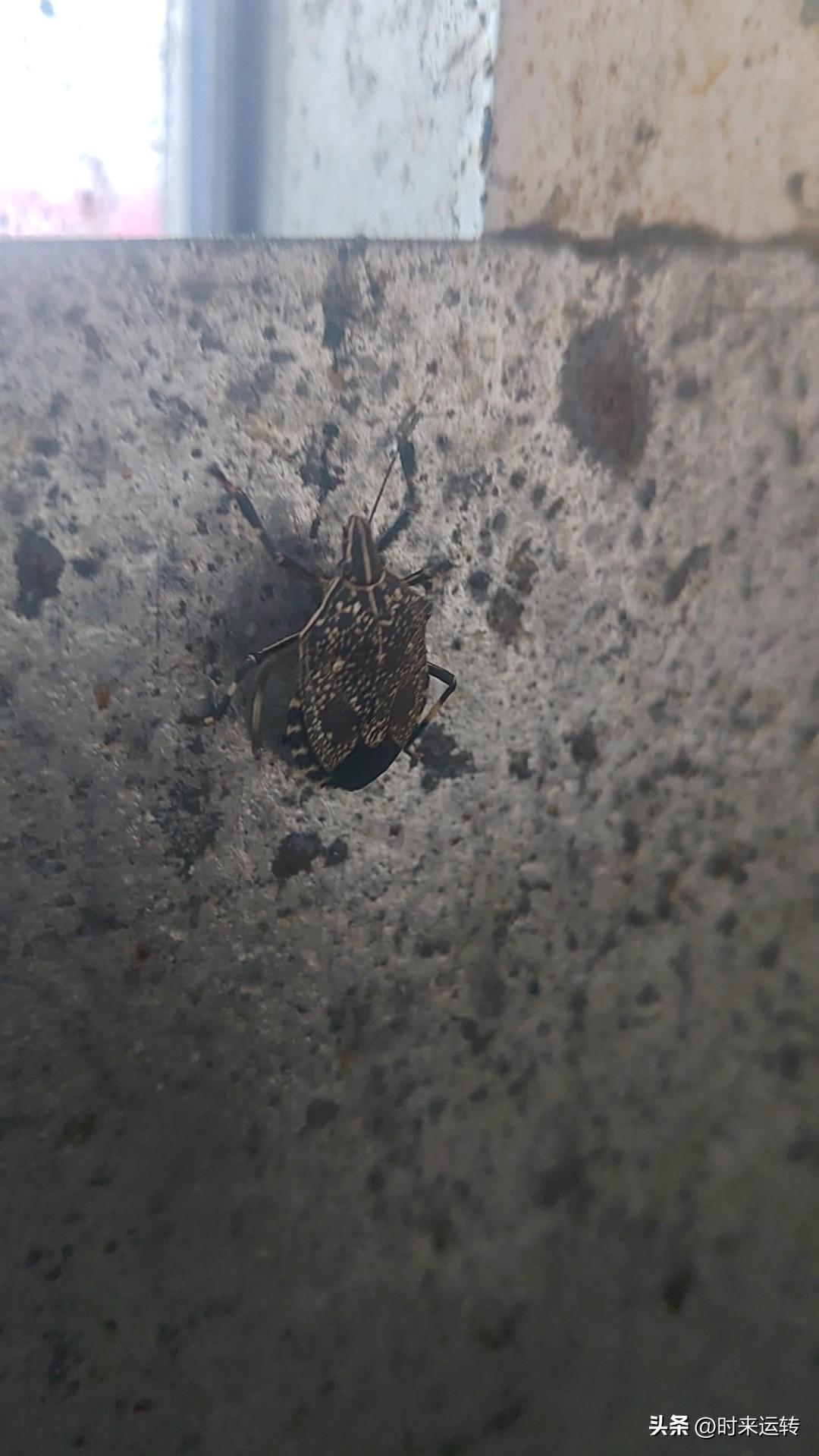 清明节那天，放假的我做了一件非常疯狂的事。
偷偷的在出租屋里祭拜了一下千里之外的