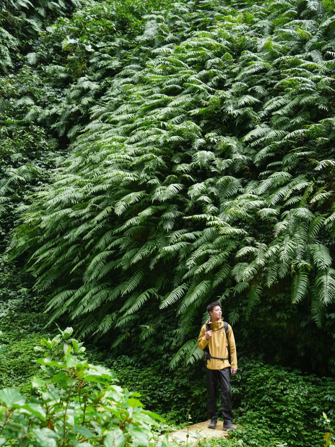 重返侏罗纪❗❗广西居然有这样原始的植物园