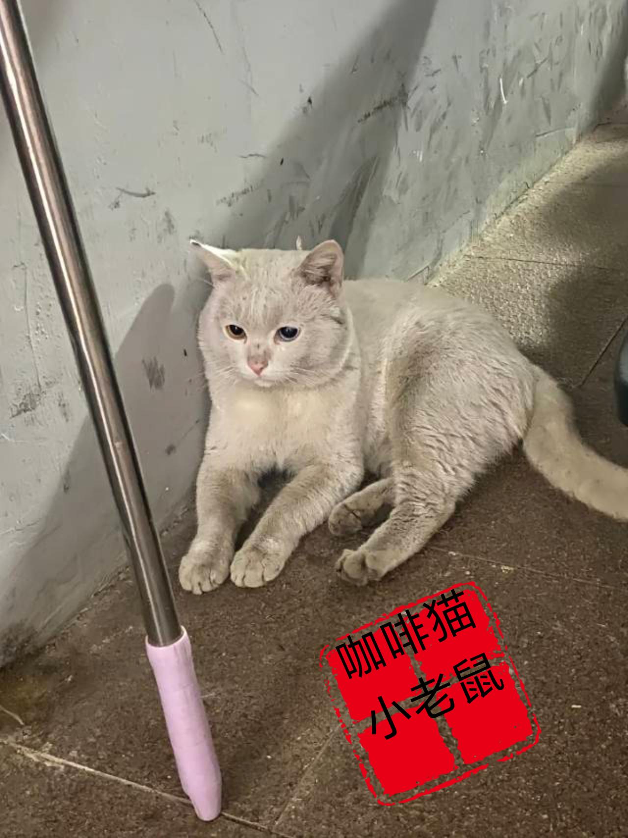 无家可归的流浪猫过得有多么的悲惨，当你看到这组画面的同时不禁感叹，现实简直太过于