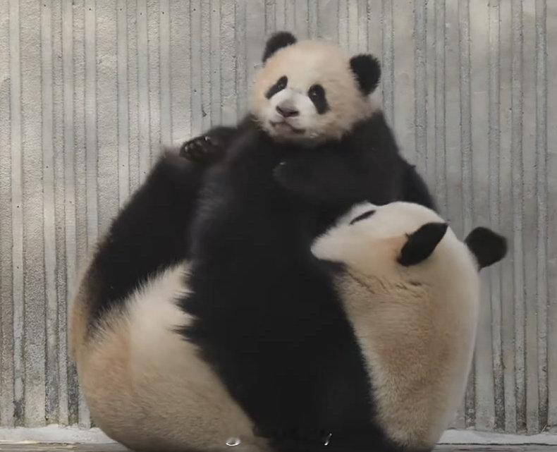 盼青崽，也是妈妈的小丰荣哈哈。🐼 