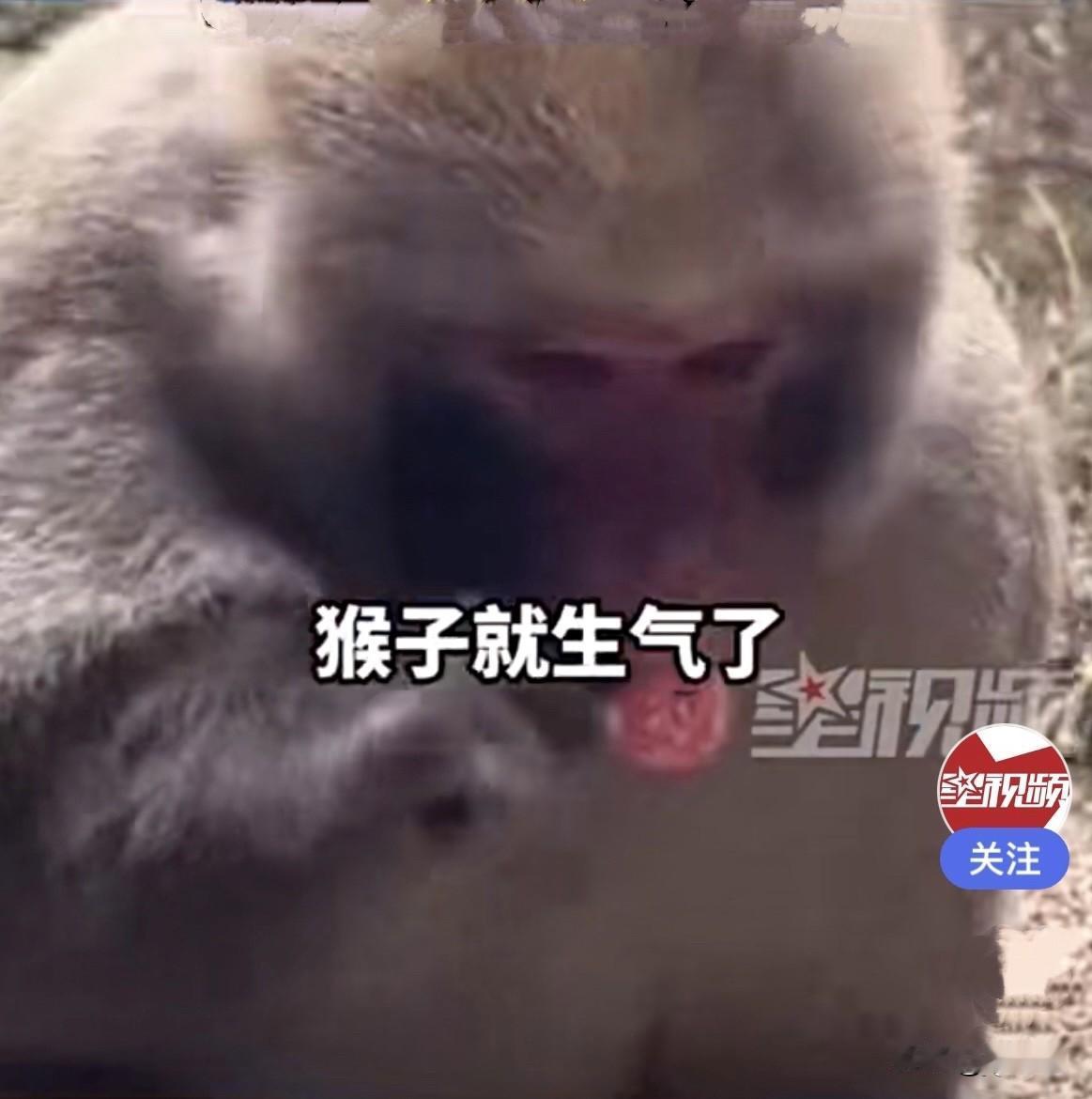 近日，崔先生和几名驴友爬青岛崂山的时候，遇见几只猴子，有一只猴子就跑到他们跟前要