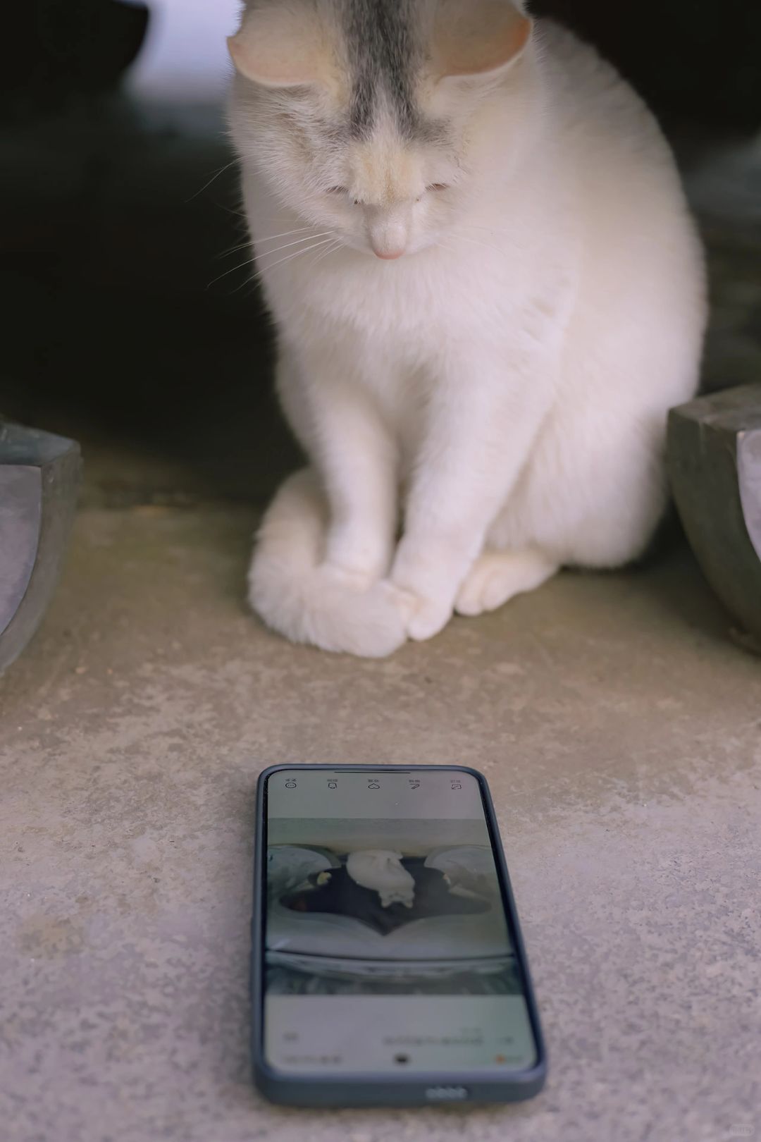 猫说拍得还行