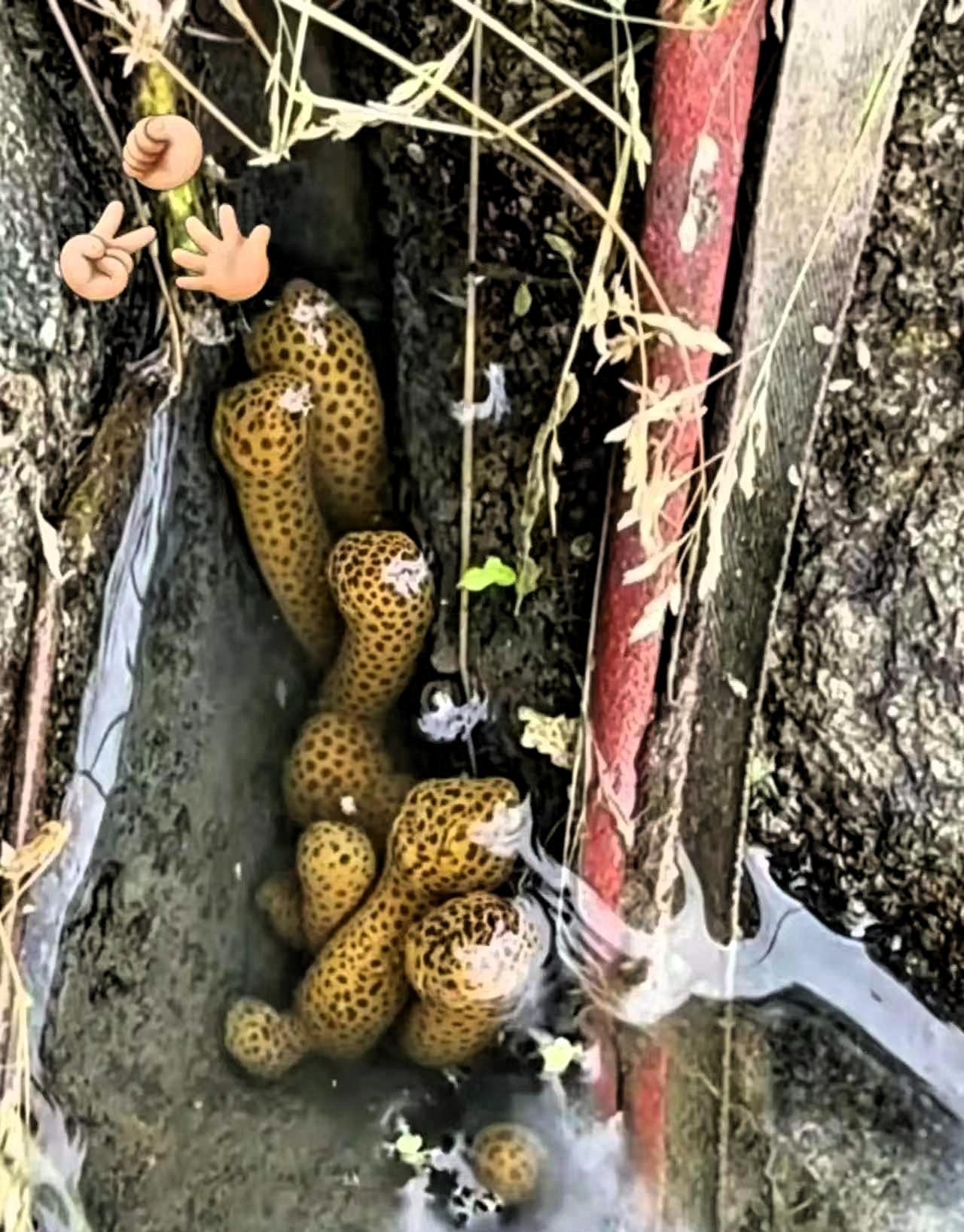 近日，广西梧州，一位村民去自家果园检查灌溉水渠时，没成想，居然在渠道底部一个石缝