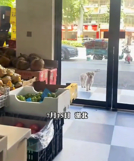 湖北黄冈，一家水果店门口来了一只流浪狗，因当天天气炎热，狗子则在店门口吐着舌头，