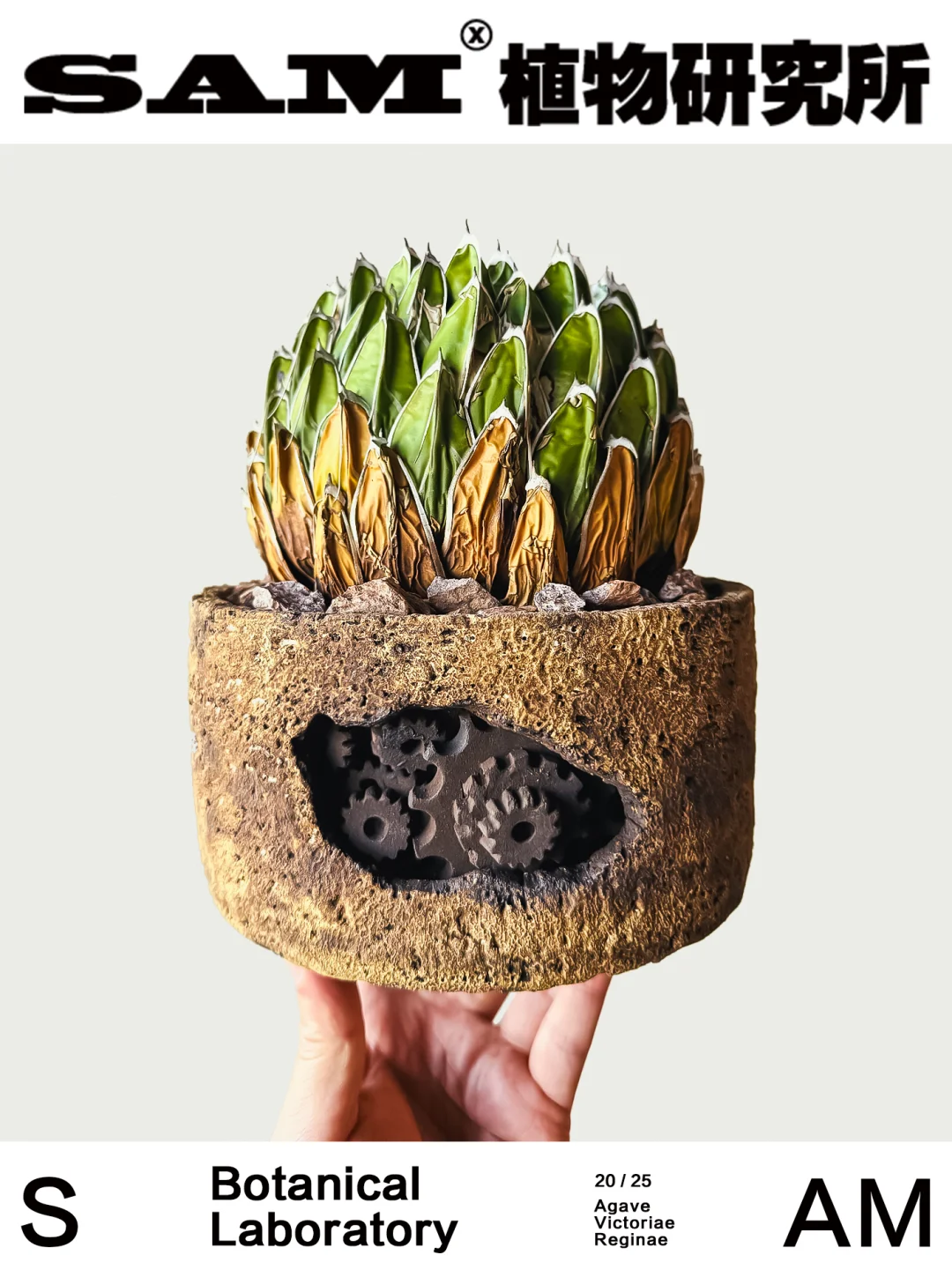 笹之雪｜Agave Victoriae-reginae