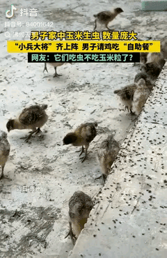 人怎么能这么聪明!贵州，一男子家储藏的玉米生虫，由于虫子数量太多，还一直往家里爬
