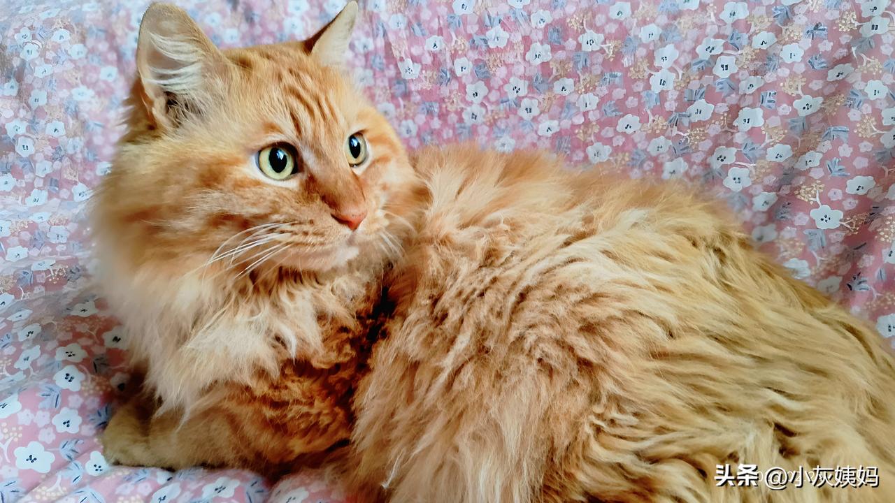 你家有可爱的猫咪吗以下图片均为我家大橘小老虎的可爱瞬间。从野外的流浪生活，到如今