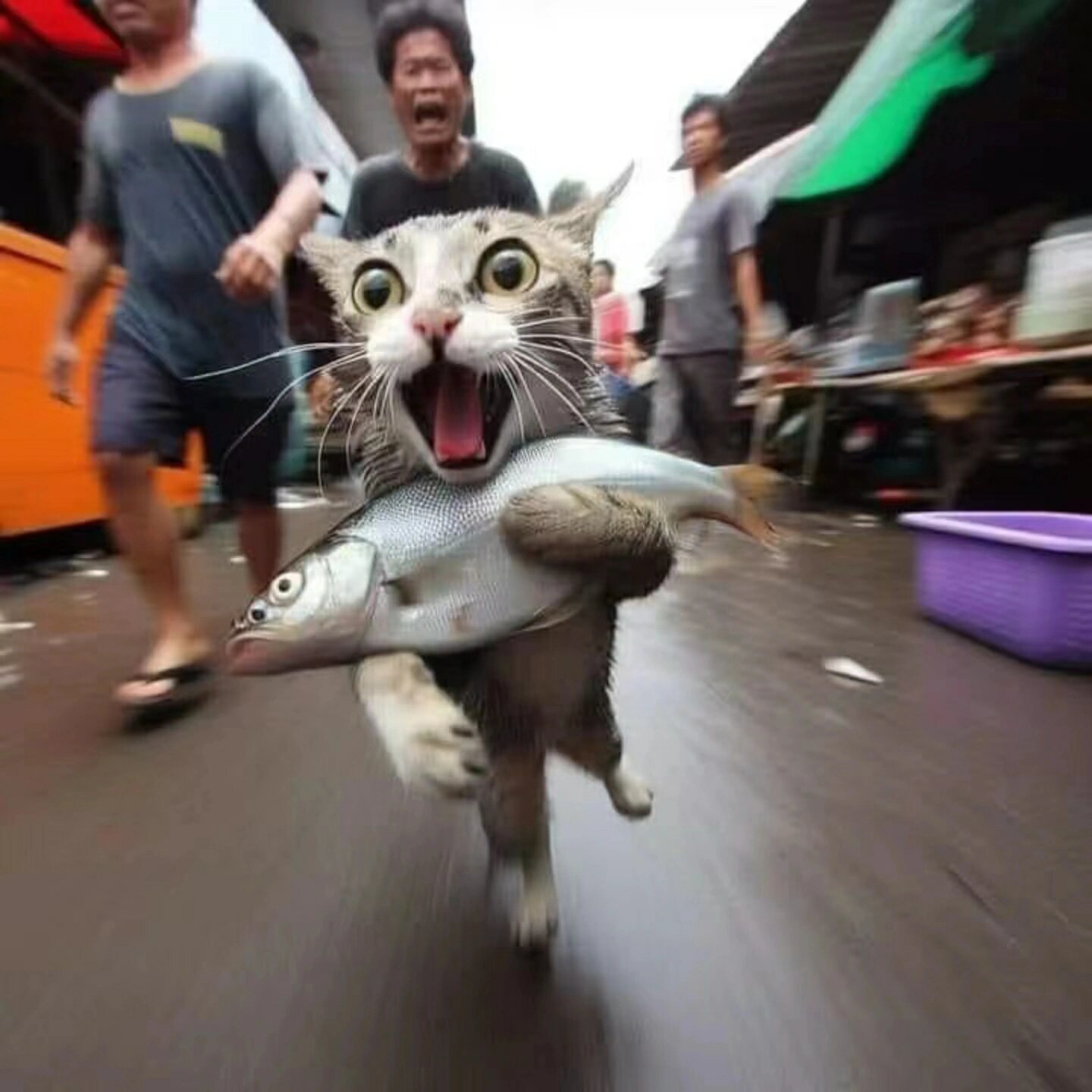 猫：我的我的都是我的！！！每一个生物的表情都很好笑哈哈哈哈 ​​​